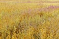 Golden Field in Summer Royalty Free Stock Photo
