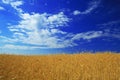 Golden field under blue Royalty Free Stock Photo