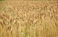 Golden Field of Wheat Royalty Free Stock Photo