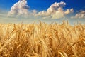 Golden Field with wheat harvest against a blue cloudy sky Royalty Free Stock Photo