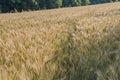 Golden Field of Wheat Royalty Free Stock Photo