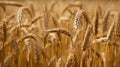 Golden field of wheat ready to be harvested. Generative AI