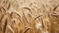 Golden field of wheat ready to be harvested. Generative AI