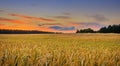Golden field of wheat on sunset