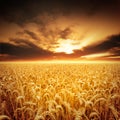 Golden Fields