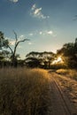 Golden Fields in Africa`s savannah.