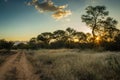 Golden Fields in Africa`s savannah.