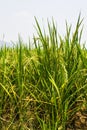 Golden fields blue skies Royalty Free Stock Photo