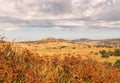 Golden fields, buckwheat, oaks, thunder rain clouds