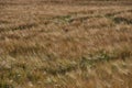 Golden fields of grain in the wind.