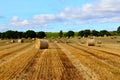 Golden fields in Scotland Royalty Free Stock Photo