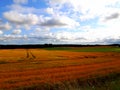 Golden fields in Scotland Royalty Free Stock Photo