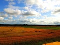 Golden fields in Scotland Royalty Free Stock Photo