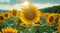 Golden Fields: A Serene Landscape of Blooming Sunflowers Royalty Free Stock Photo