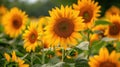 Golden Fields: A Serene Landscape of Blooming Sunflowers Royalty Free Stock Photo