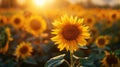 Golden Fields: A Serene Landscape of Blooming Sunflowers Royalty Free Stock Photo