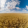 Golden Fields Under Blue Skies