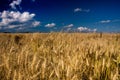 Golden Fields in the wind on a summers day Royalty Free Stock Photo