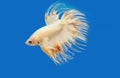 golden fighting fish, betta splendens