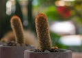 Golden finger cactus small plants growing in little pot with beautiful background.