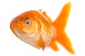 Golden fish Royalty Free Stock Photo