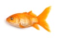 Golden fish Royalty Free Stock Photo