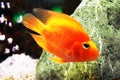 Golden fish in aquarium Royalty Free Stock Photo