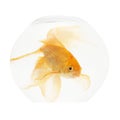 A golden fish in aquarium Royalty Free Stock Photo