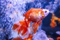 Golden fish in aquarium Royalty Free Stock Photo