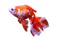 Golden fish in aquarium Royalty Free Stock Photo