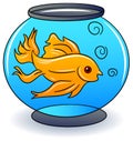 A golden fish in a bowl Royalty Free Stock Photo