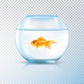 Golden Fish Bowl Realistic Transparent Royalty Free Stock Photo
