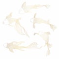 Golden fish set, hand drawing. Beautiful Japanese Koi carps fish on a white background.