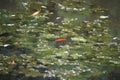 Golden fish swimming in German ponds
