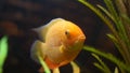 Golden fish swimming in glass tank with green water plant. Frame. Close for the amazing goldfish face and tail with Royalty Free Stock Photo