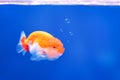 Golden fish on underwater background with bubbles. Complementary color