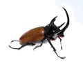 Golden five horned rhino beetle on a white background.