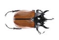 Golden five horned rhino beetle on a white background.