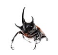 Golden Five Horned Rhino Beetle On A White Background.