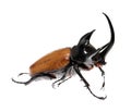 Golden five horned rhino beetle on a white background. Royalty Free Stock Photo