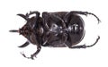 Golden five horned rhino beetle on a white background.