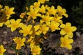 `Golden Flax` flower - Linum Flavum Royalty Free Stock Photo