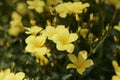 Golden flax Linum flavum Royalty Free Stock Photo