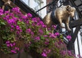 The Golden Fleece Public House in York Royalty Free Stock Photo