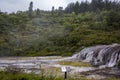 Golden fleece terrace and forest on the background Royalty Free Stock Photo