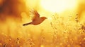 Golden Flight: Bird Soaring at Sunset Royalty Free Stock Photo