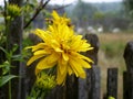 Golden flower in the garden