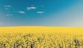 Canola Field Blue Sky Royalty Free Stock Photo