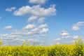 Golden flowering field of rapeseed blue sky with clouds