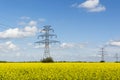 Golden flowering field of rapeseed, electric poles Royalty Free Stock Photo